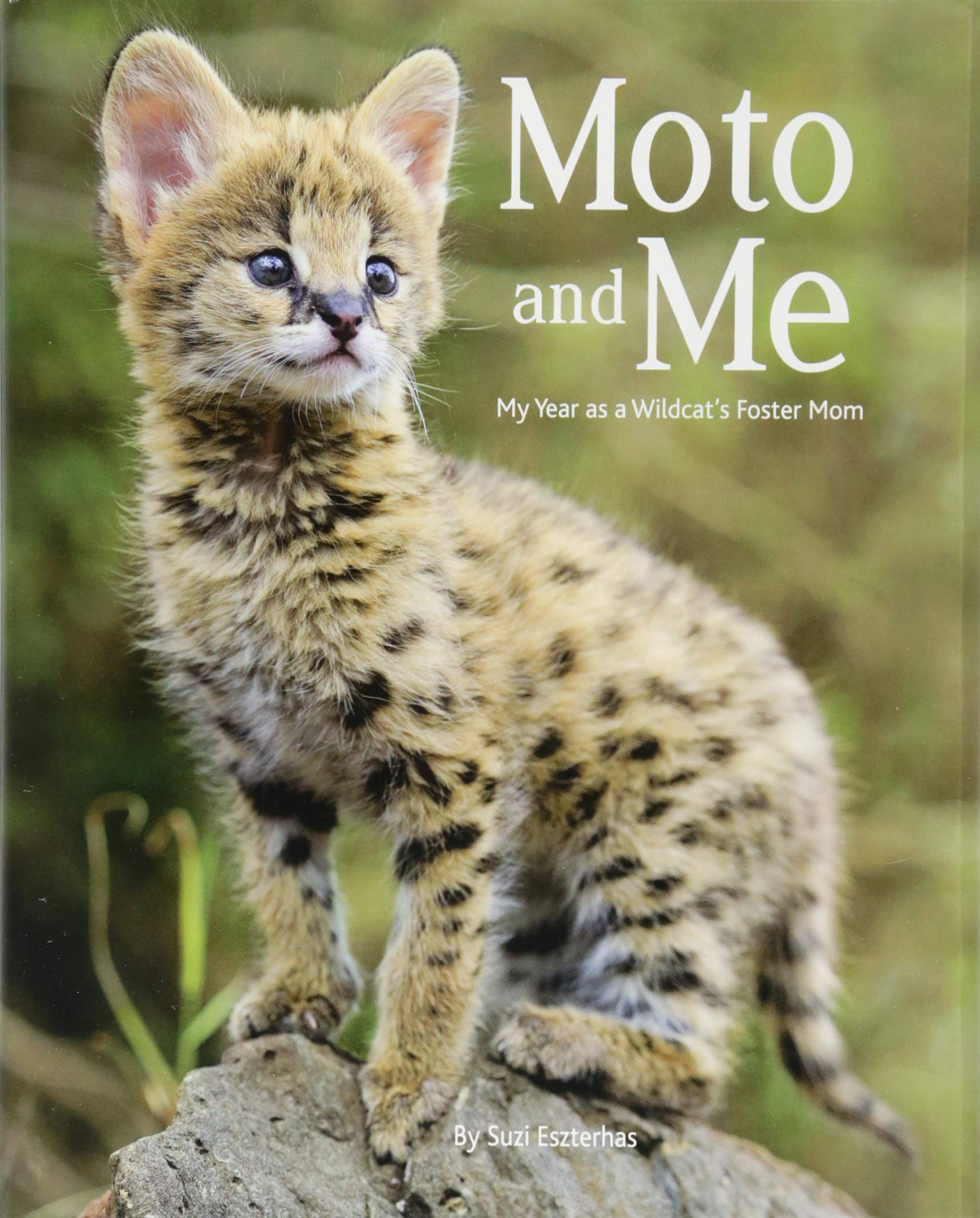 Moto and Me: My Year as a Wildcat’s Foster Mom